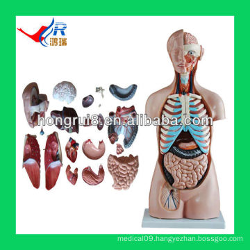 Human Torso model in medical science, 85cm, sexless Torso model